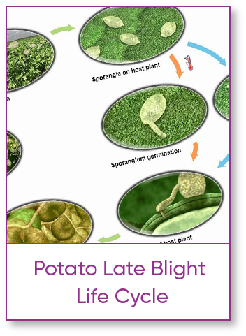 Potato Late Blight Life Cycle